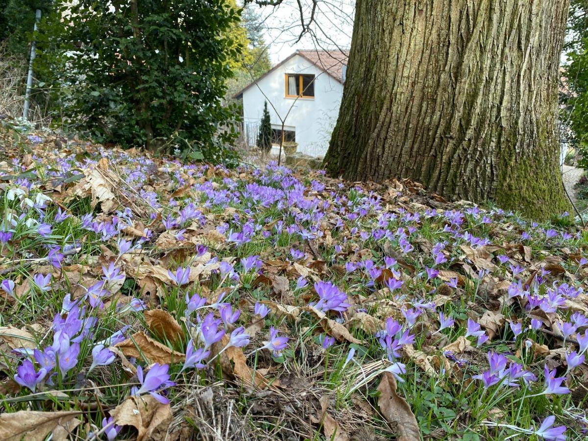 Ferienhaus Pfaelzer Wald Weyher Apartment Exterior foto